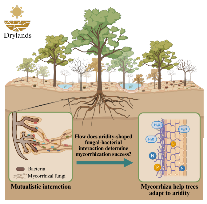 李孝刚教授团队在干旱下林木菌根形成的微生态机制取...